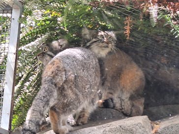 神戸どうぶつ王国に投稿された画像（2024/3/27）