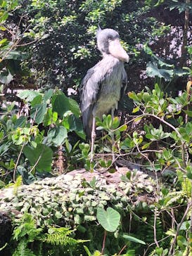 神戸どうぶつ王国に投稿された画像（2024/3/27）