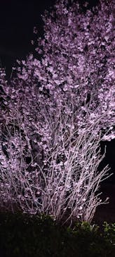 NAKED meets 二条城 2025 観月に投稿された画像（2024/3/27）