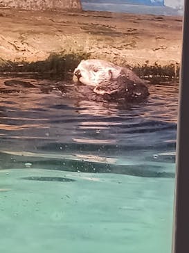 マリンワールド海の中道に投稿された画像（2024/3/27）