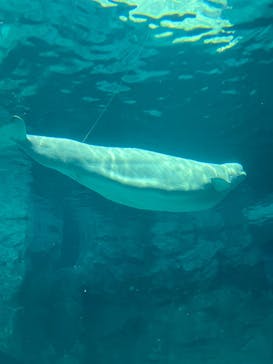 名古屋港水族館に投稿された画像（2024/3/27）