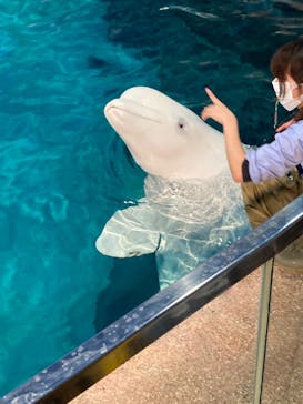名古屋港水族館に投稿された画像（2024/3/27）