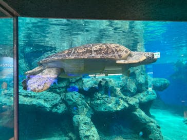 名古屋港水族館に投稿された画像（2024/3/27）