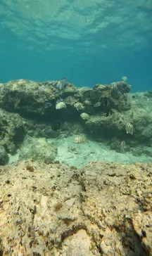 武藤潜水に投稿された画像（2024/3/28）