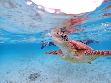 宮古島マリンショップSmileyに投稿された画像（2024/3/28）