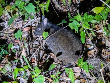 奄美ナイトツアーサービスに投稿された画像（2024/3/28）