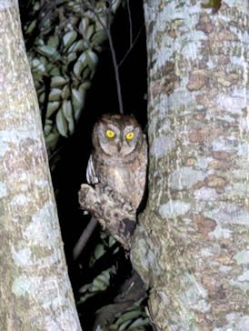 奄美ナイトツアーサービスに投稿された画像（2024/3/28）