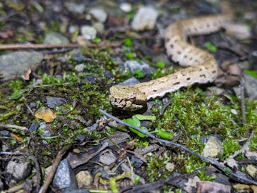 奄美ナイトツアーサービスに投稿された画像（2024/3/28）