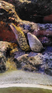 名古屋港水族館に投稿された画像（2024/3/28）