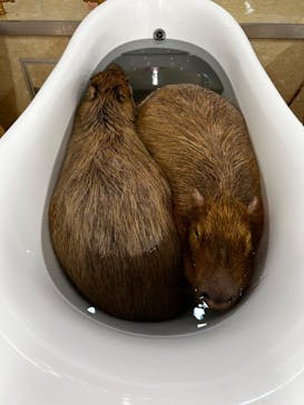 アニタッチ MARK IS 静岡に投稿された画像（2024/3/28）