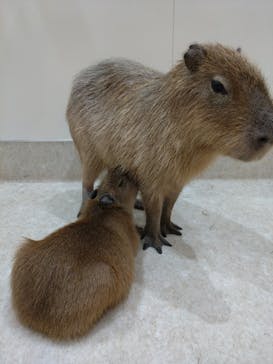 アニタッチららぽーと名古屋みなとアクルスに投稿された画像（2024/3/28）