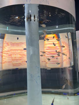 環境水族館アクアマリンふくしまに投稿された画像（2024/3/28）