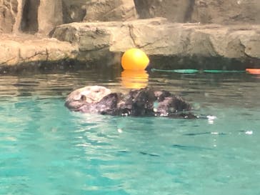 マリンワールド海の中道に投稿された画像（2024/3/28）