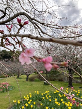 浜名湖花博2024に投稿された画像（2024/3/28）