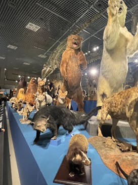 特別展「大哺乳類展３－わけてつなげて大行進」に投稿された画像（2024/3/28）
