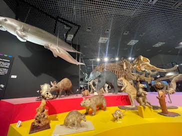 特別展「大哺乳類展３－わけてつなげて大行進」に投稿された画像（2024/3/28）