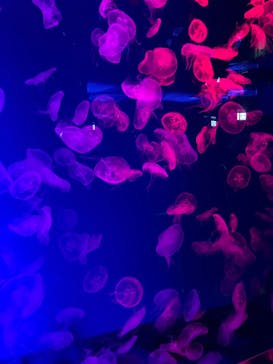 名古屋港水族館に投稿された画像（2024/3/28）