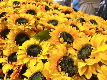 ゴッホ・アライブに投稿された画像（2024/3/28）