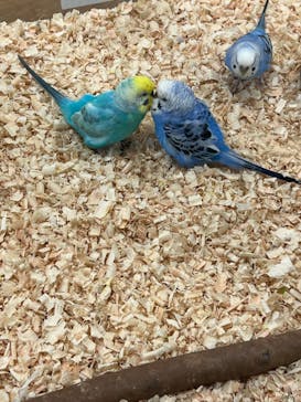 いきもの探検隊湘南に投稿された画像（2024/3/28）