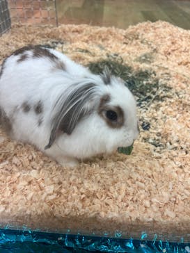 いきもの探検隊湘南に投稿された画像（2024/3/28）