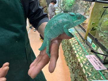 いきもの探検隊上尾に投稿された画像（2024/3/28）