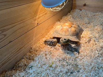 いきもの探検隊上尾に投稿された画像（2024/3/28）