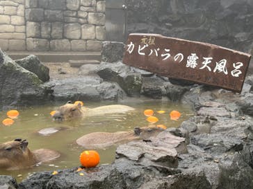 伊豆シャボテン動物公園に投稿された画像（2024/3/28）