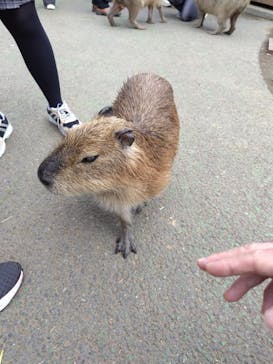 伊豆シャボテン動物公園に投稿された画像（2024/3/28）