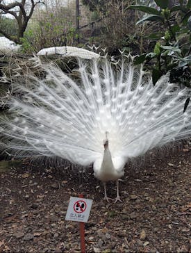 伊豆シャボテン動物公園に投稿された画像（2024/3/28）