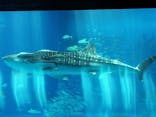 沖縄美ら海水族館に投稿された画像（2024/3/28）