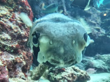 沖縄美ら海水族館に投稿された画像（2024/3/28）