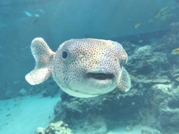 沖縄美ら海水族館に投稿された画像（2024/3/28）