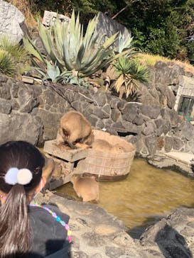 伊豆シャボテン動物公園に投稿された画像（2024/3/20）