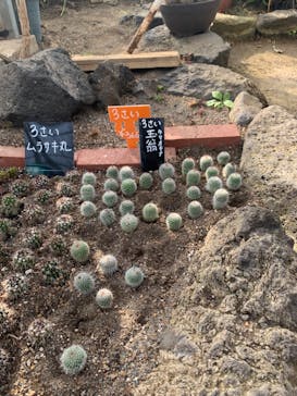 伊豆シャボテン動物公園に投稿された画像（2024/3/20）