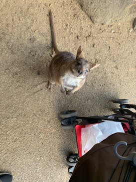 伊豆シャボテン動物公園に投稿された画像（2024/3/20）