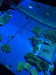 DMMかりゆし水族館に投稿された画像（2024/3/28）