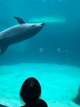 名古屋港水族館に投稿された画像（2024/3/28）