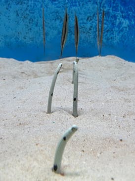 大分マリーンパレス水族館 「うみたまご」に投稿された画像（2024/3/28）