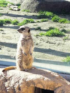 東武動物公園に投稿された画像（2024/3/29）