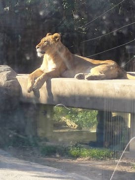 東武動物公園に投稿された画像（2024/3/29）