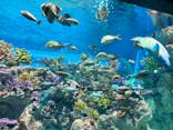 DMMかりゆし水族館に投稿された画像（2024/3/29）