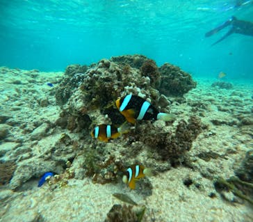 沖縄マリンサービス碧に投稿された画像（2024/3/29）