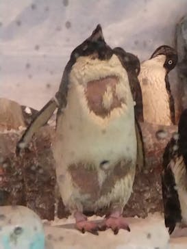 名古屋港水族館に投稿された画像（2024/3/29）