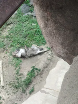 天王寺動物園に投稿された画像（2024/3/29）