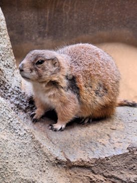 神戸どうぶつ王国に投稿された画像（2024/3/29）