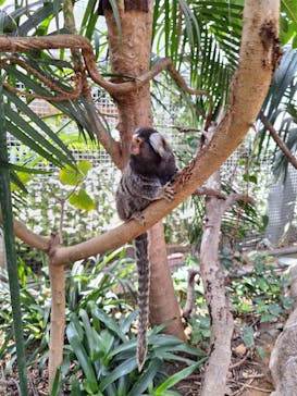神戸どうぶつ王国に投稿された画像（2024/3/29）
