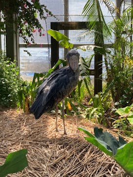 神戸どうぶつ王国に投稿された画像（2024/3/29）