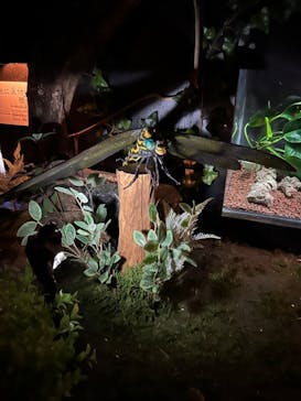 おきなわワールドに投稿された画像（2024/3/29）