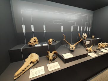 特別展「大哺乳類展３－わけてつなげて大行進」に投稿された画像（2024/3/29）