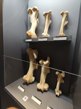 特別展「大哺乳類展３－わけてつなげて大行進」に投稿された画像（2024/3/29）